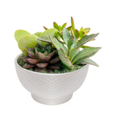 Costa Farms live succulents garden in decorative pot adds modern greenery to tabletops
