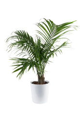 Costa Farms Majesty Palm in decorative pot showcases bold tropical foliage for a striking living room focal point.