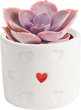 Costa Farms mini succulent decorative pot adds color to any space.