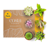 Costa Farms mini succulents 6-pack in plastic pots for easy indoor decor on a desk.