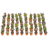 Costa Farms mini succulent desk decor; vibrant color and easy upkeep for bright workspaces