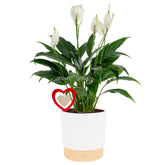 Costa Farms Peace Lily bloom bright white flowers brighten spaces and signal fresh air