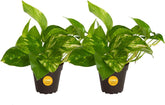 Costa Farms Pothos trailing leaves in a 2-pack pot for easy room greenery.