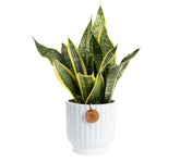 Costa Farms Snake Plant in white ceramic pot on a desk, ideal for bright indirect light.