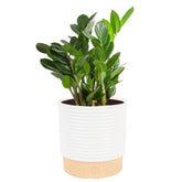 Costa Farms ZZ Plant in decorative pot adds modern greenery and easy care.
