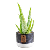 Costa Farms Aloe Vera in decorative pot on sunny windowsill, ideal for compact spaces