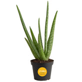Costa Farms Aloe Vera table top decor with variegated leaves for calm ambiance.