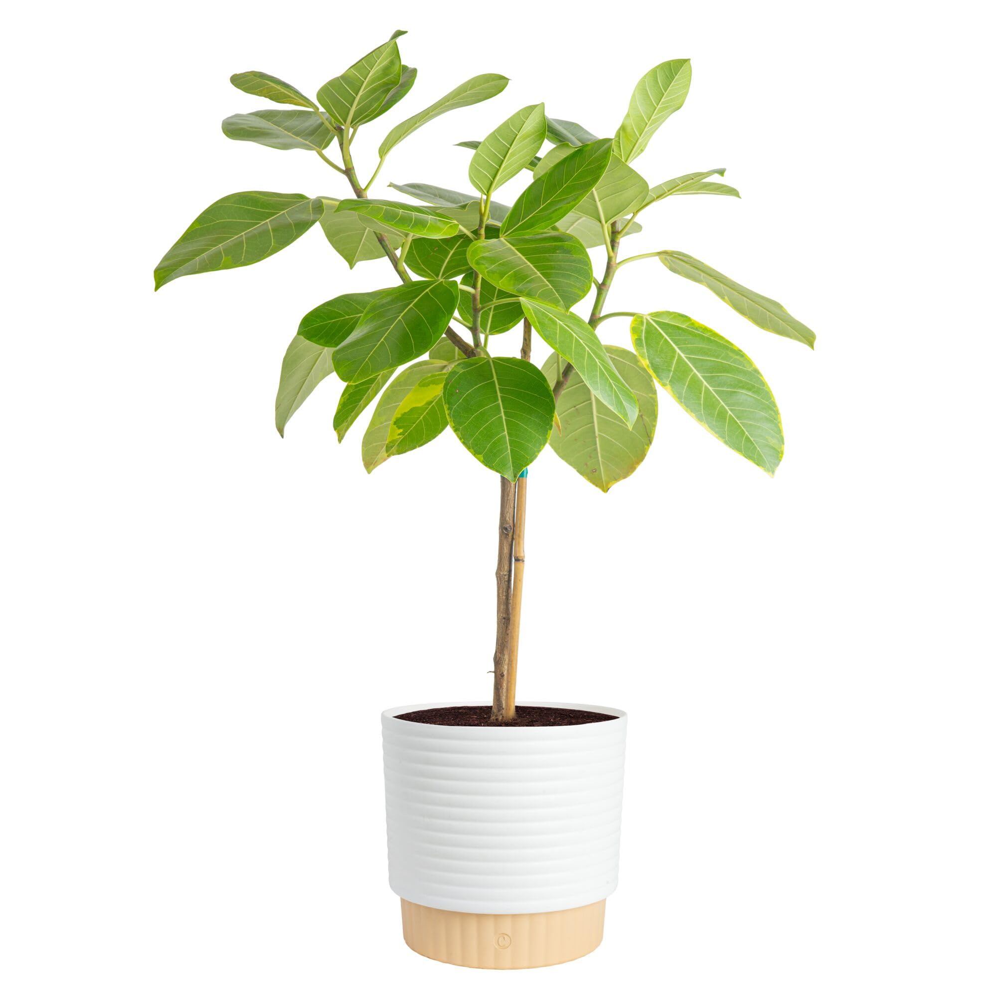 Costa Farms Audrey Ficus tree in decorative pot adds elegant greenery to a living space.