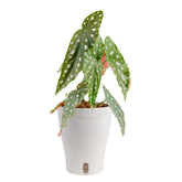 Costa Farms Begonia Maculata with polka-dot leaves brightens any room
