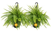 Costa Farms Boston Fern in a hanging basket with lush green fronds for bright indirect light decor