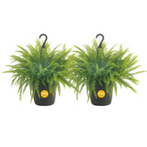 Costa Farms Boston Fern two-pack lush greenery for a balanced home focal point