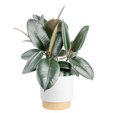 Costa Farms Burgundy Rubber plant in decorative pot adds dramatic color to your living space
