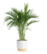 Costa Farms Cat Palm large plant in decorative pot boosts home decor.