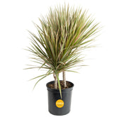 Costa Farms Dracaena Marginata Magenta Leaves display vibrant indoor color for a stylish shelf.