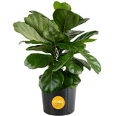 Costa Farms Fiddle Leaf Fig in nursery pot adds tropical style to your space