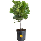 Costa Farms Fiddle Leaf Fig Tree in grower pot with lush green foliage for warm living rooms.