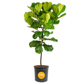 Costa Farms Fiddle Leaf Fig Tree in pot with lush leaves for stylish living room decor