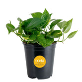 Costa Farms Golden Pothos leaves close-up showing vibrant, low-maintenance greenery for any room.
