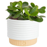 Costa Farms Jade plant in decorative pot on a sunny desk for easy-care decor