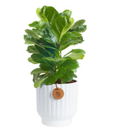 Costa Farms Little Fiddle Leaf Fig in planter adds tabletop tropical elegance