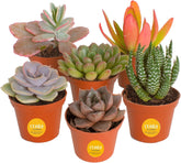 Costa Farms mini succulent 6-pack front view, ideal for bright shelves and desks.