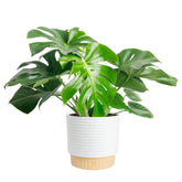 Costa Farms Monstera Deliciosa leaf close-up showing iconic fenestrations