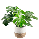 Costa Farms Monstera Swiss Cheese leaves close-up, vibrant green foliage for bright interiors.