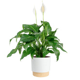 Costa Farms Peace Lily in decorative pot adds elegant greenery to living room decor.