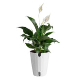 Costa Farms Peace Lily in decorative pot enhances room decor with white blooms.