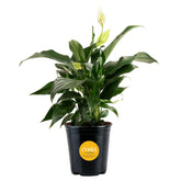 Costa Farms Peace Lily leaves shimmer in natural light for stylish home decor.