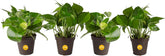 Costa Farms Pothos 4-pack arrival ready for home display