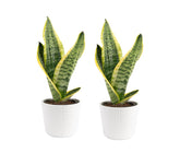 Costa Farms Snake Plant in decor pot adds modern style to a living room.