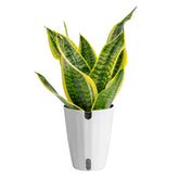 Costa Farms Snake Plant in a decor pot adds modern style to any room
