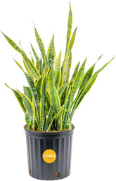 Costa Farms Snake Plant extra large leaves create a bold interior focal point.