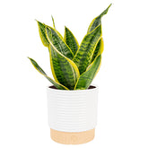Costa Farms Snake Plant full plant in pot enhances living rooms with low-maintenance appeal.
