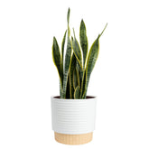 Costa Farms Snake Plant in premium decor pot enhances modern room aesthetics.