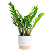 Costa Farms ZZ Plant in a decorative pot, a sleek focal point for living rooms.