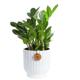 Costa Farms ZZ Plant in decorative pot showing modern home decor