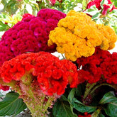 Cozy Celosia seed mix displays velvet cockscomb flowers for vibrant borders.