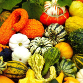 Cozy Crib decorative pumpkin seed mix for colorful garden accents and seasonal displays.
