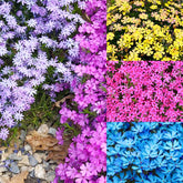Creeping Phlox Seeds mixed color blooms close-up for vibrant border planting.