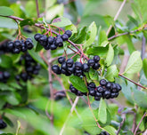 CZ Grain Aronia melanocarpa seeds pack ready for home planting for fresh berry potential