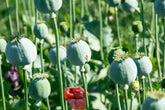 CZ Grain 300 Mammoth Poppy Seeds packaging ready for planting and future blooms.