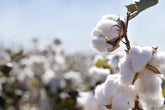 CZ Grain American cotton seeds packaging, ready for planting, emphasizing quality for beginner gardeners.