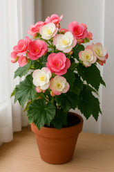 CZ Grain Begonia bulbs indoors 3-pack add bright winter color to containers.