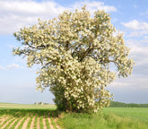 CZ Grain black locust seeds 50-pack ready for sowing in your garden.