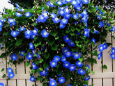 CZ Grain Blue Morning Glory seed pack ready for planting in sunny beds