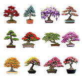 CZ Grain Bonsai Seeds Kit cover image with 300 seeds for diverse bonsai projects.