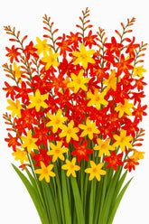 CZ Grain Crocosmia mixed color bulbs in a sunny garden bed attract hummingbirds.