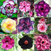 CZ Grain Desert Rose seeds in mixed colors ready for planting and easy germination.